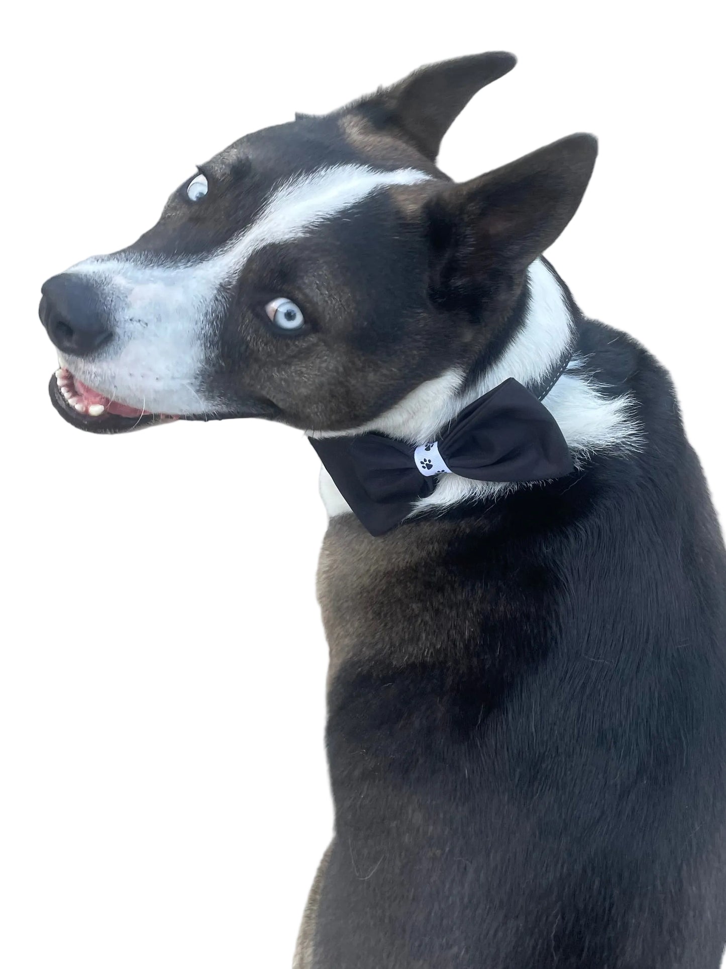 Fancy Dog Bow Tie - Black Tie Ready