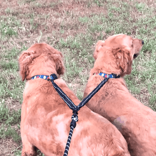 Dual Bungee Dog Leash Add-On